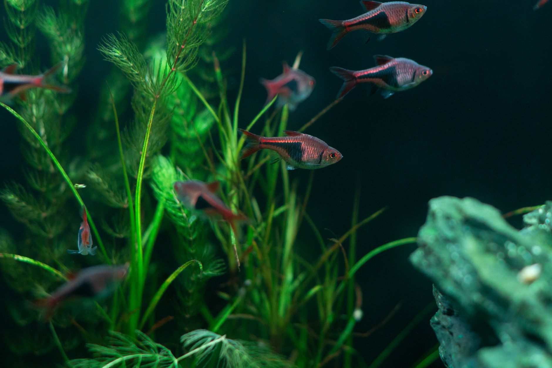 Akvaristika
