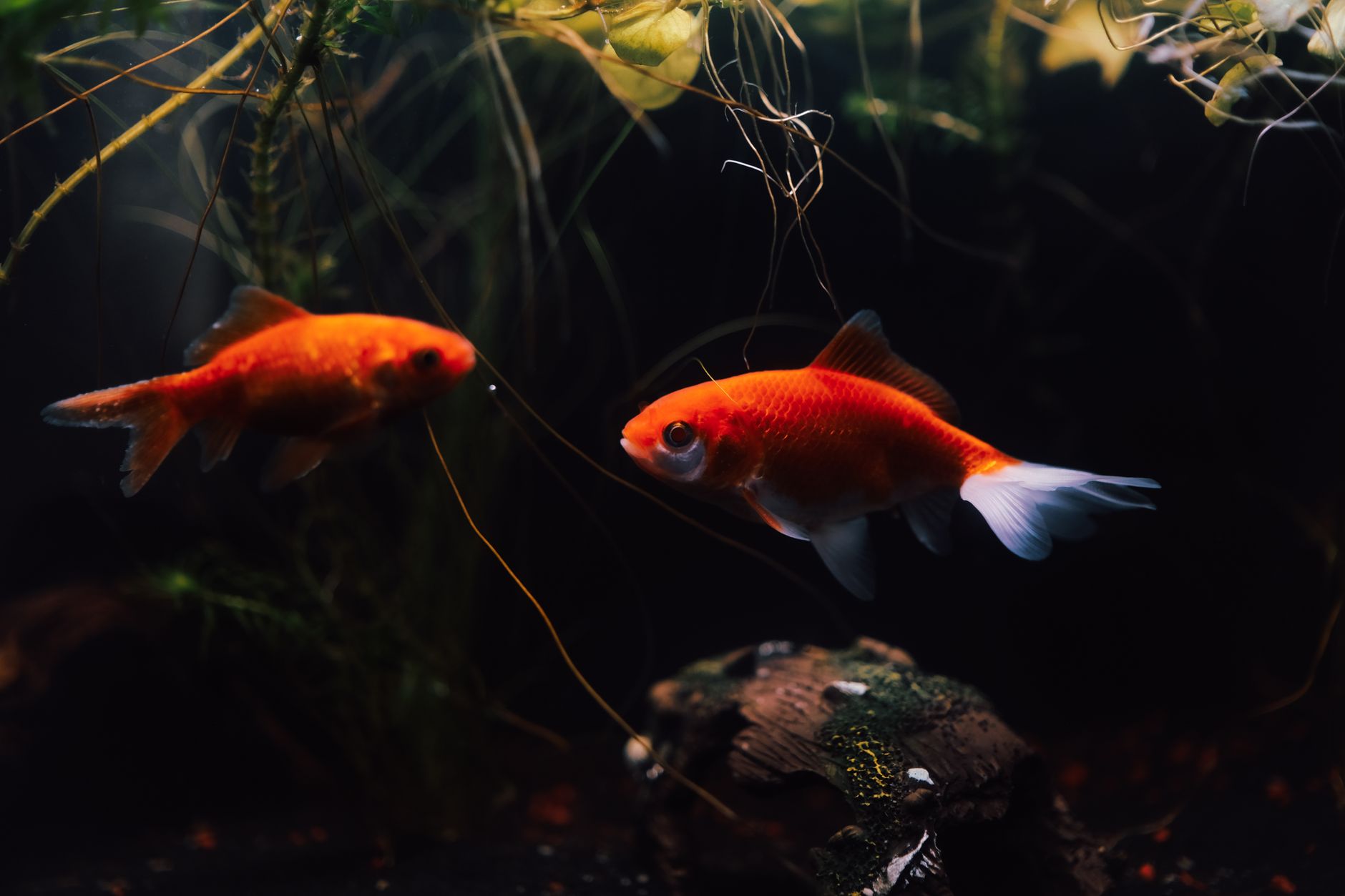 Akvarij set 60 l s LED rasvjetom i filtrom